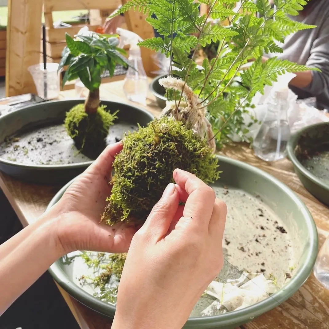 苔玉づくりワークショップ